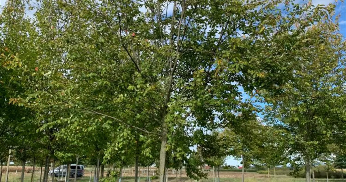 Amelanchier arborea 'Robin Hill'