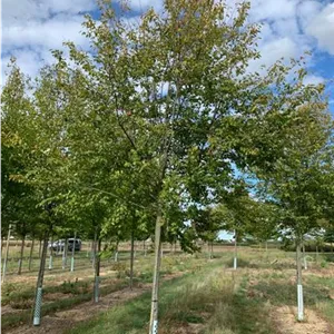 Amelanchier arborea 'Robin Hill'