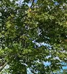 P37032_2.jpg