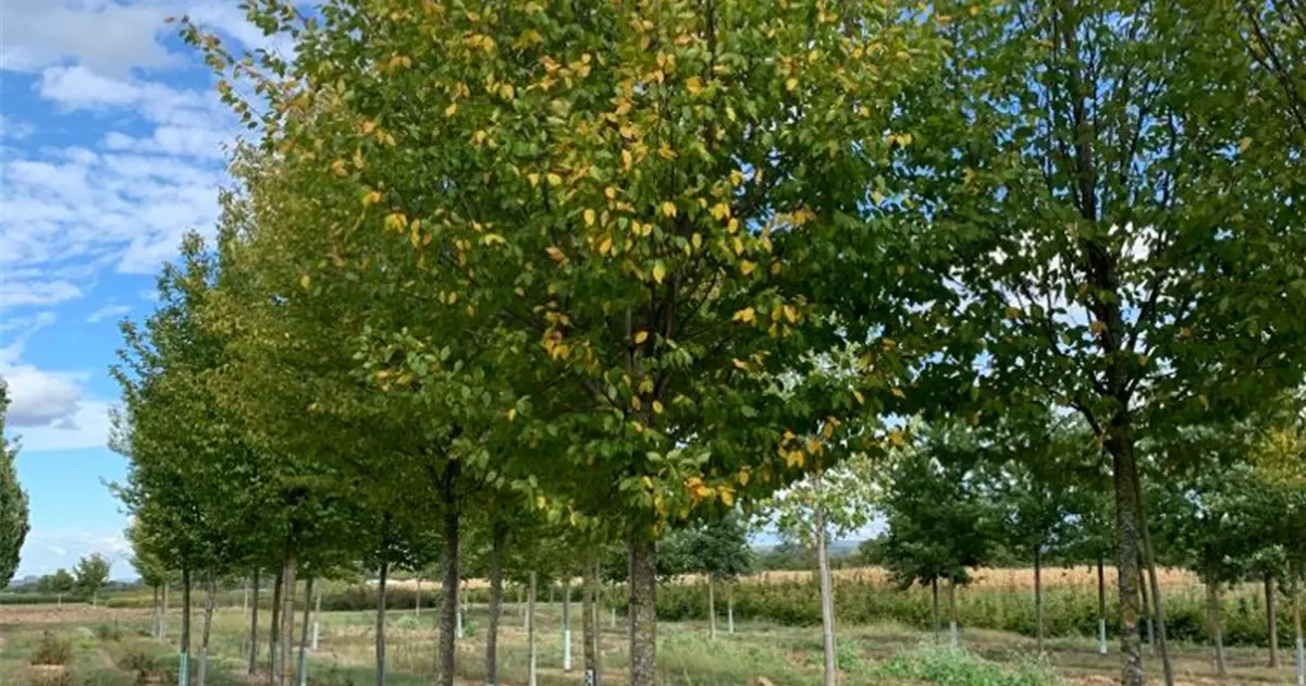 Carpinus betulus 'Frans Fontaine'