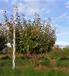 P1835_3.jpg