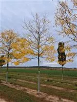 Gleditsia triacanthos 'Skyline'