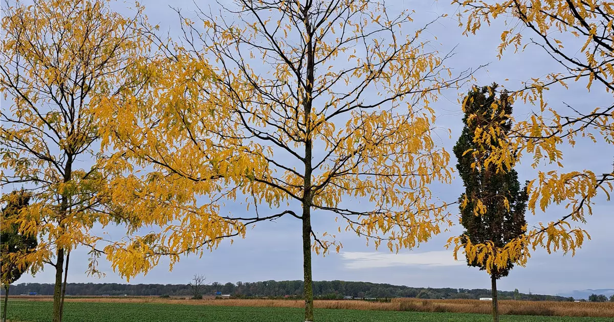 Gleditsia triacanthos 'Skyline'