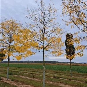 Gleditsia triacanthos 'Skyline'