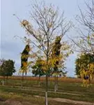 P2179_2.jpg