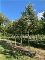 Heptacodium miconioides