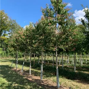 Heptacodium miconioides