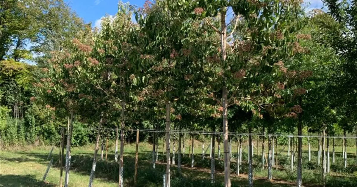 Heptacodium miconioides