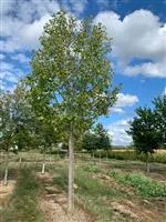 Liriodendron tulipifera