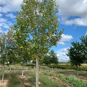 Liriodendron tulipifera