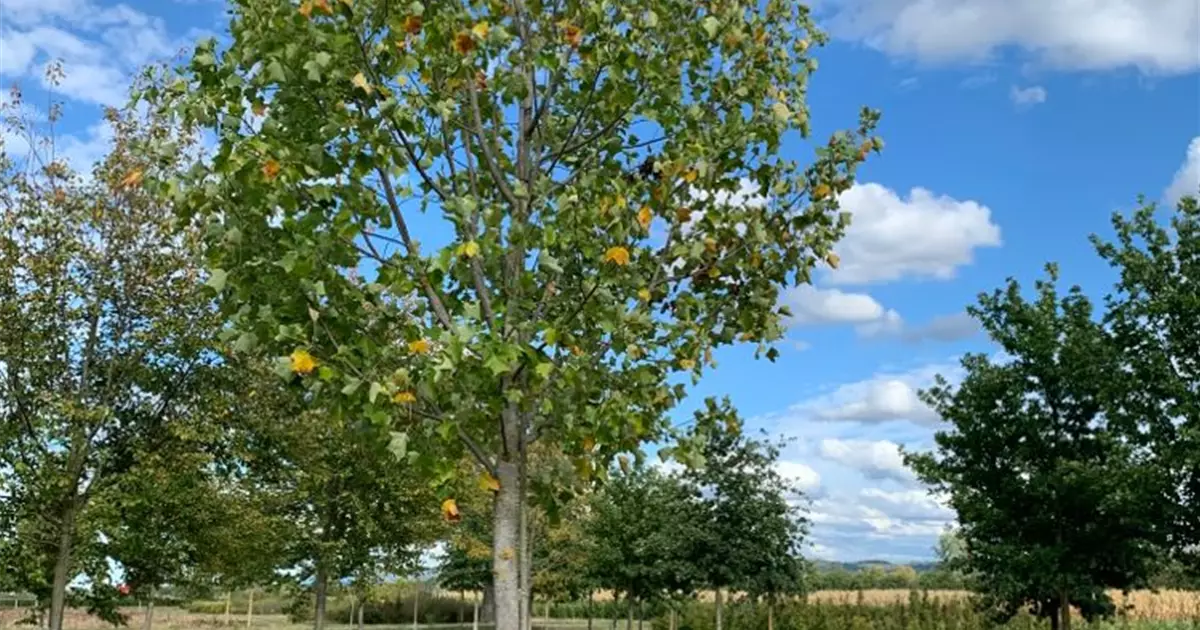 Liriodendron tulipifera