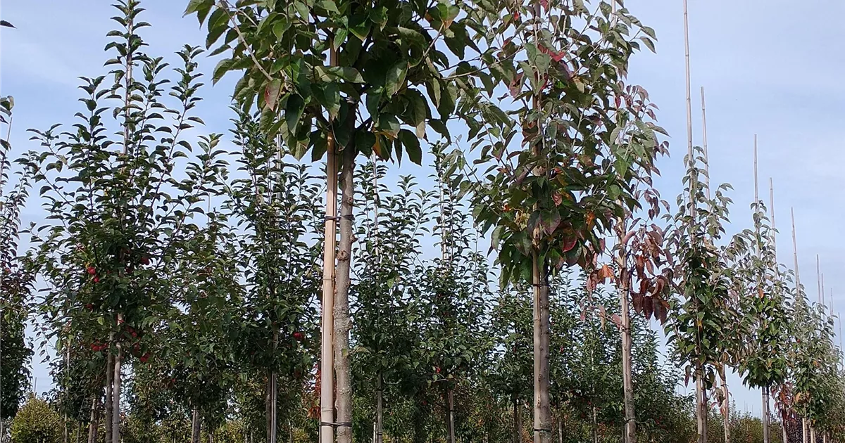 Malus tschonoskii