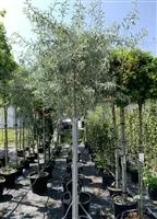 Pyrus salicifolia 'Pendula'