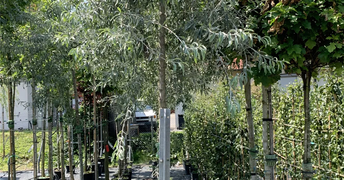 Pyrus salicifolia 'Pendula', Hängende Wildbirne Baumschule