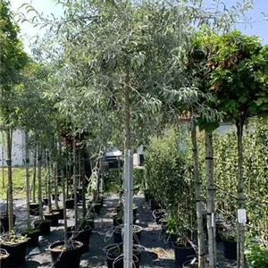 Pyrus salicifolia 'Pendula'