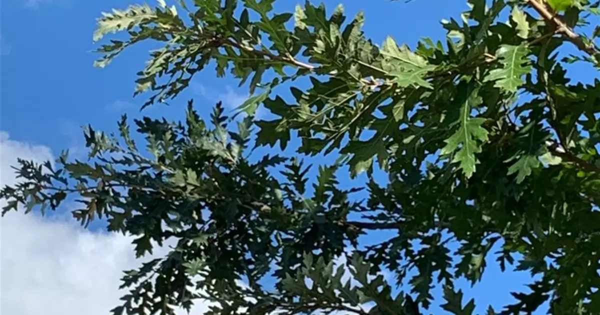 Quercus cerris