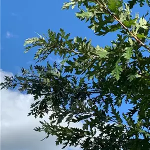Quercus cerris