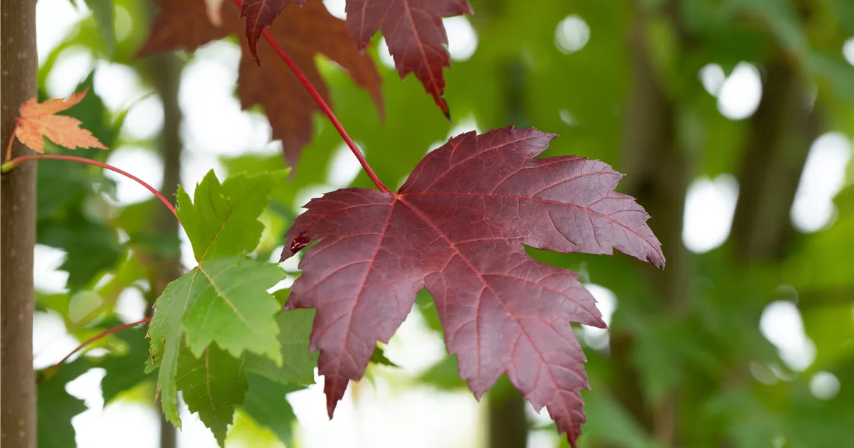 Acer platanoides 'Royal Red'