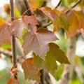 Acer rubrum 'October Glory'