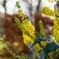 Mahonia bealei
