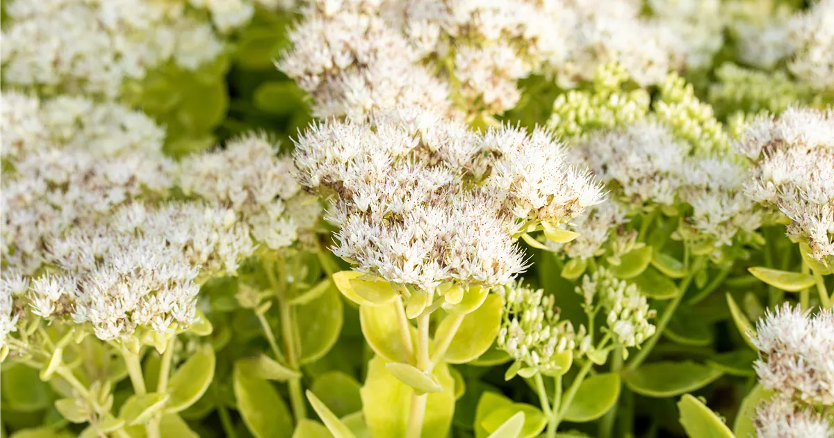 Sedum spectabile 'Stardust'