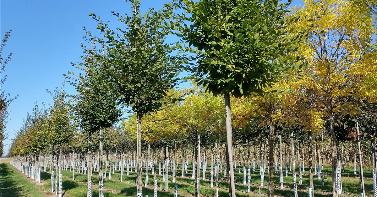 Carpinus betulus