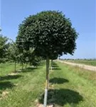 P100047_1.jpg