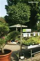 Fraxinus ornus 'Mecsek'