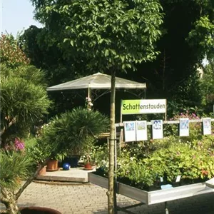 Fraxinus ornus 'Mecsek'