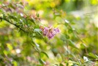 Abelia 'Edward Goucher'