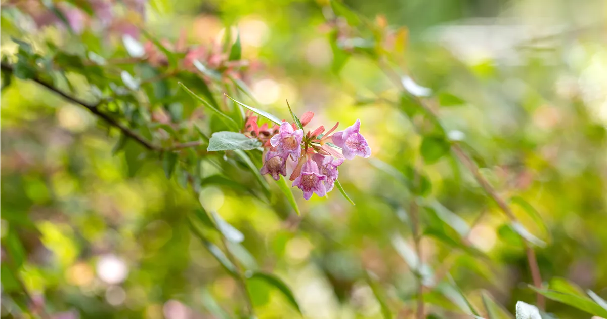 Abelia 'Edward Goucher'