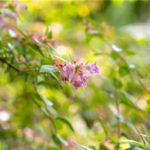 Abelia 'Edward Goucher'
