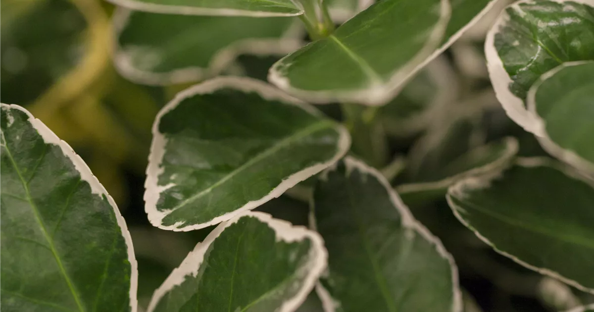 Euonymus japonicus 'Kathy' -S-