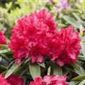 Rhododendron 'El Alamein'