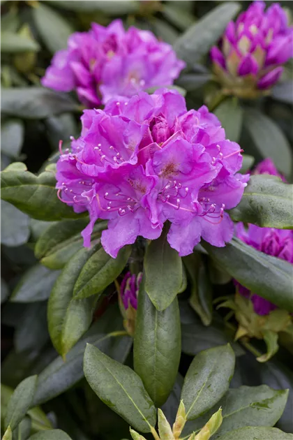 Rhododendron Hybr.'Lee's Dark Purple' II, Rhododendron-Hybride 'Lee's Dark  Purple' - Baumschule & Pflanzenvertrieb Brossmer