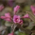 Weigela florida 'Minor Black'®