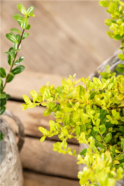 Ilex crenata 'Golden Gem', Gelber Berg-Ilex - Baumschule & Pflanzenvertrieb  Brossmer