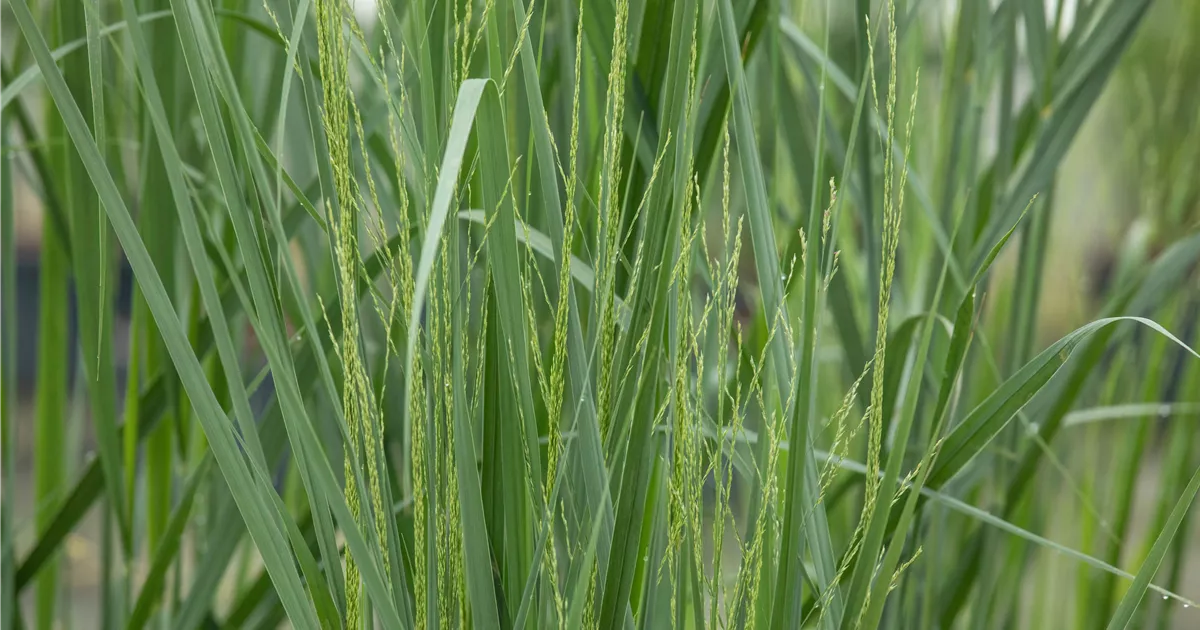 Panicum virgatum 'Northwind'