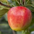Malus domestica 'Elstar'