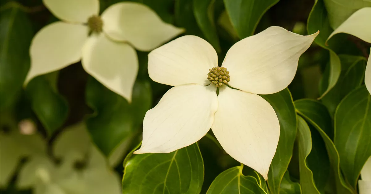 Cornus kousa chinensis 'Claudia'