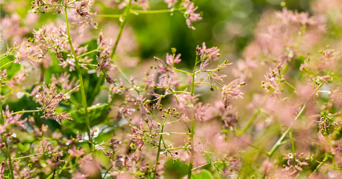 Cotinus coggygria