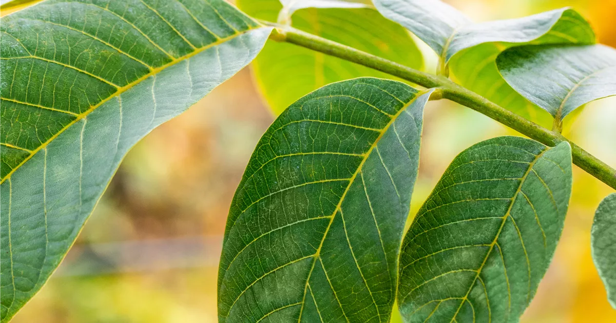 Juglans regia
