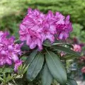 Rhododendron 'Walküre'®