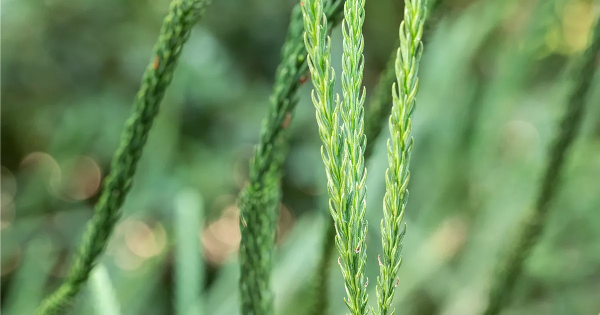 Cryptomeria japonica 'Rasen'