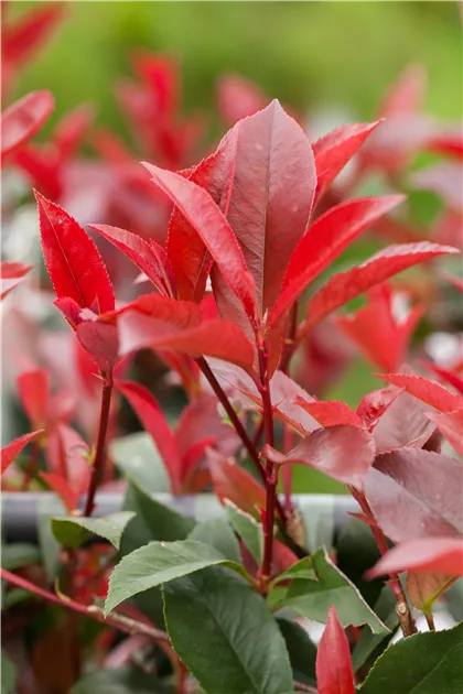 Photinia fraseri 'Red Robin', Glanzmispel 'Red Robin' - Baumschule &  Pflanzenvertrieb Brossmer