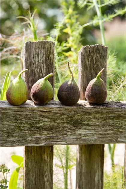 japanischer ahorn womit düngen Purgrün Japanischer-Ahorn-Dünger 1 kg