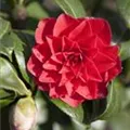 Camellia gefüllt, rot