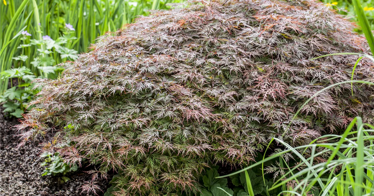 Acer palmatum 'Garnet'