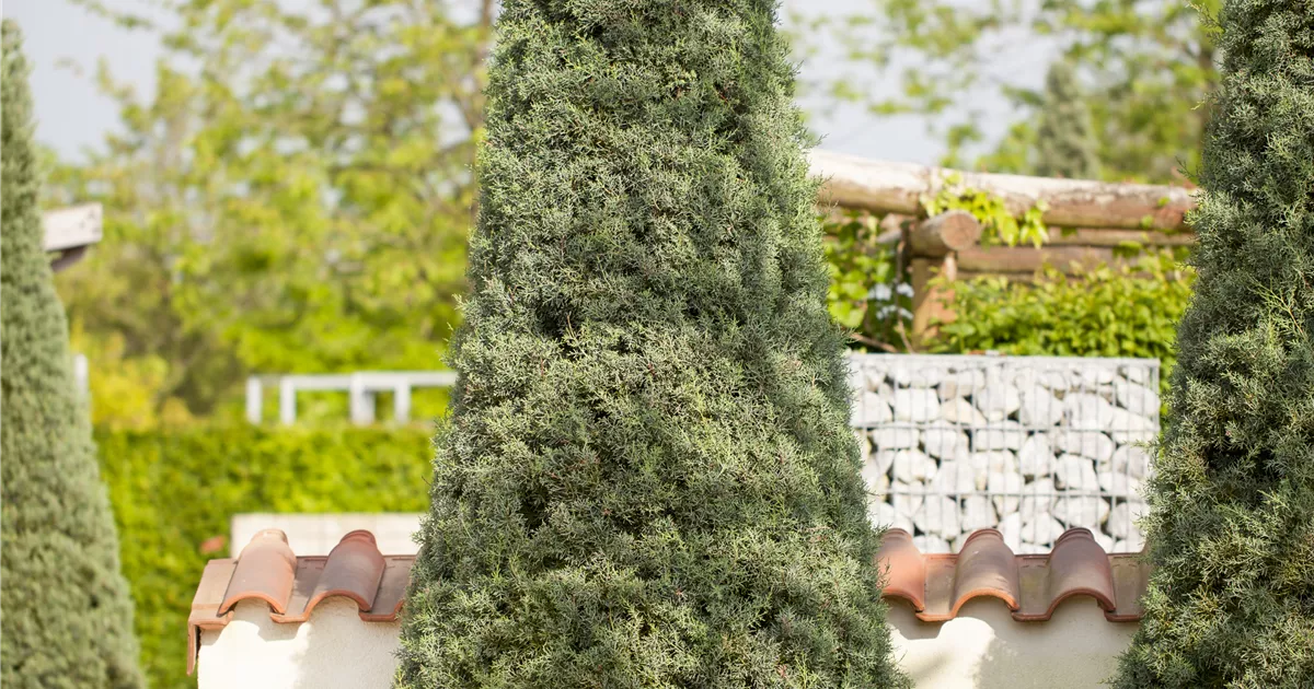Cupressus arizonica 'Fastigiata'