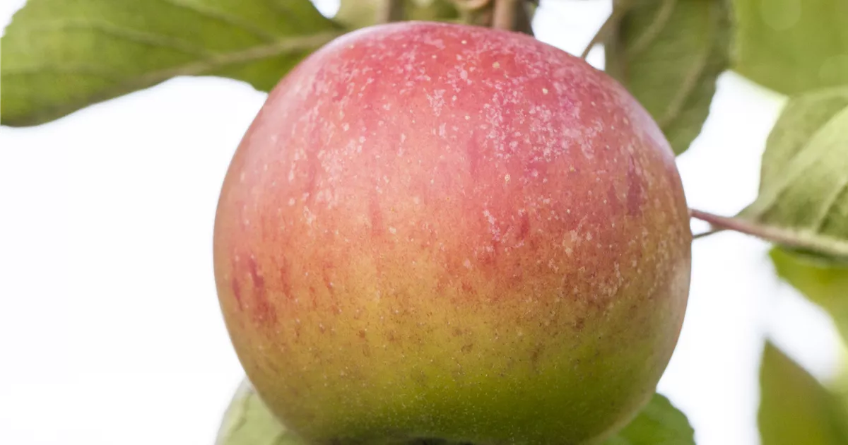 Malus 'Piros' -S- CAC